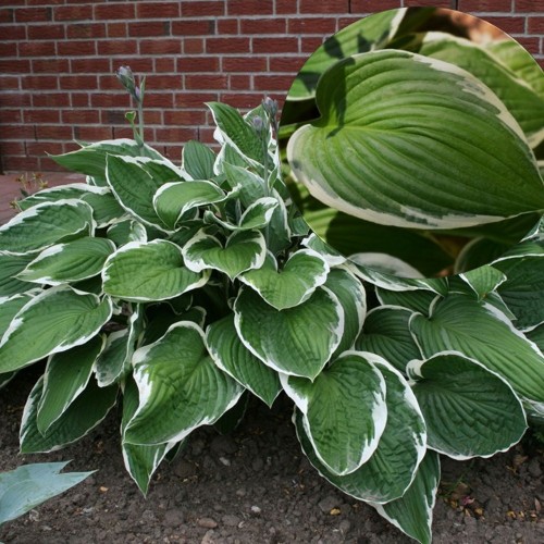 Hosta fortunei 'Francee' - Fortune'i hosta 'Francee'